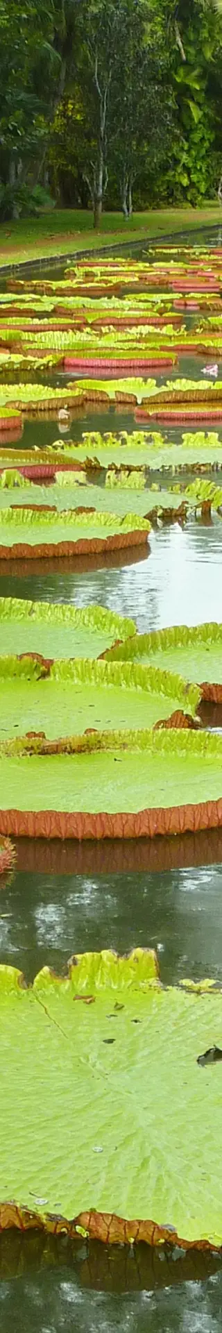 Botanischer Garten Pamplemousses